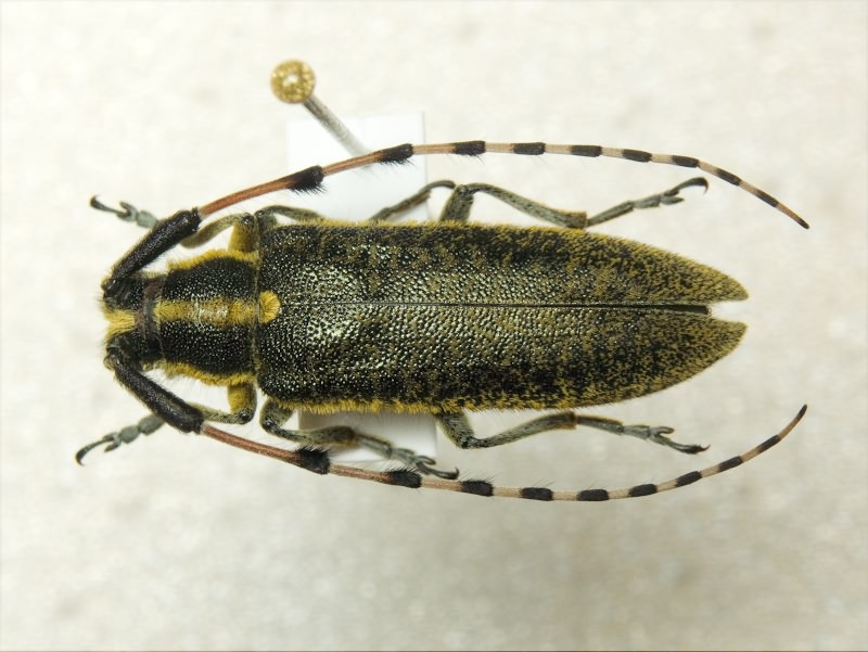 Agapanthia pustulifera Pic, 1905